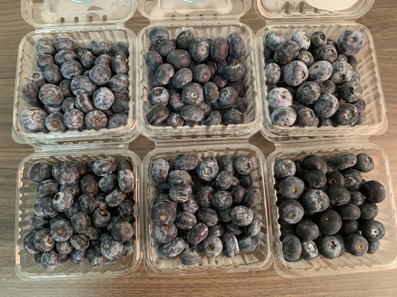 Blueberries Photo 8