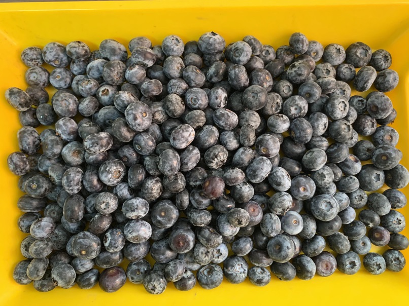 Blueberries Photo 9