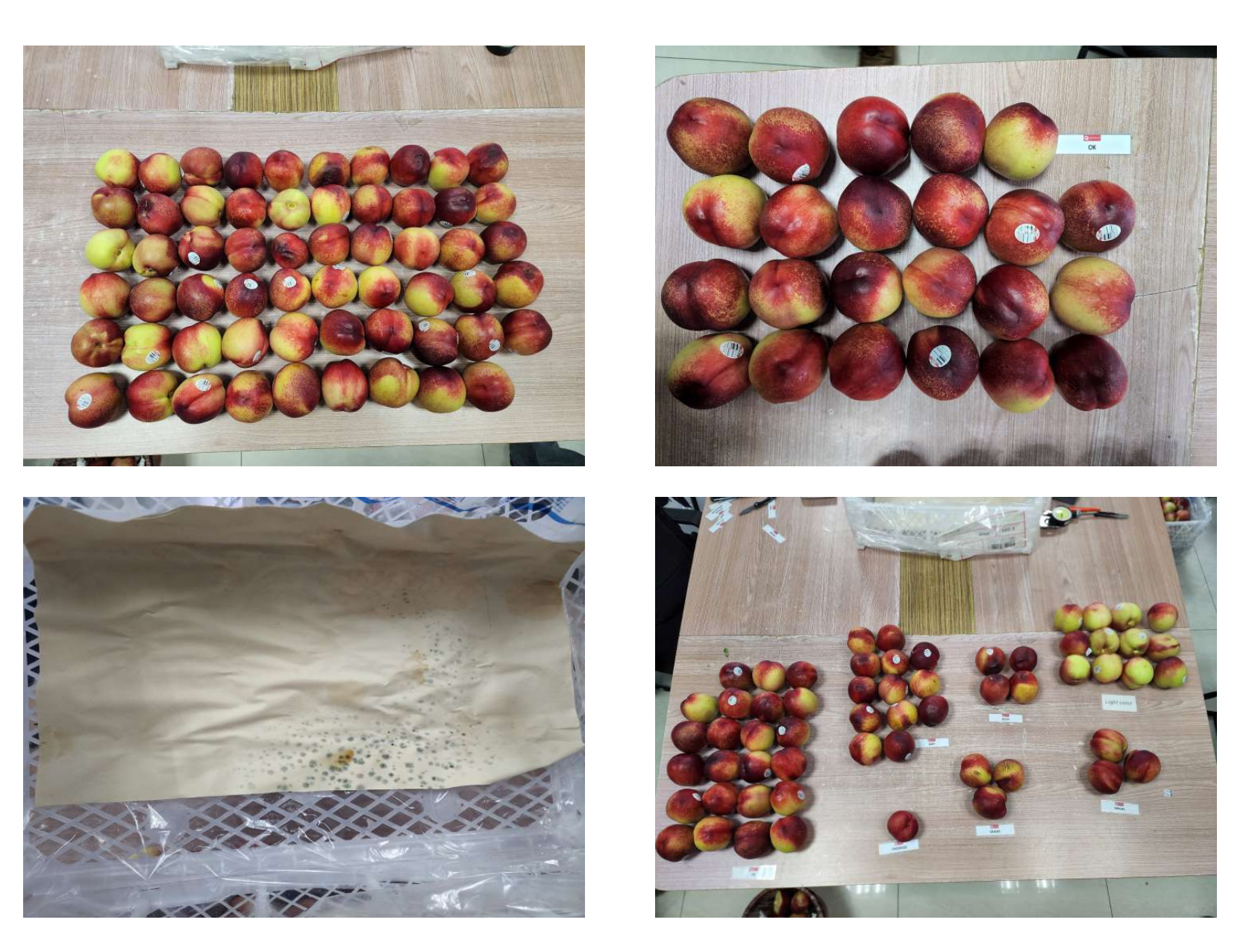 Nectarines Photo 13