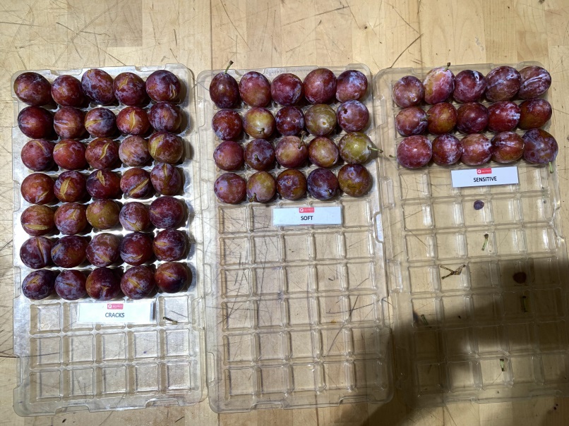 Sugar Plums Photo 15